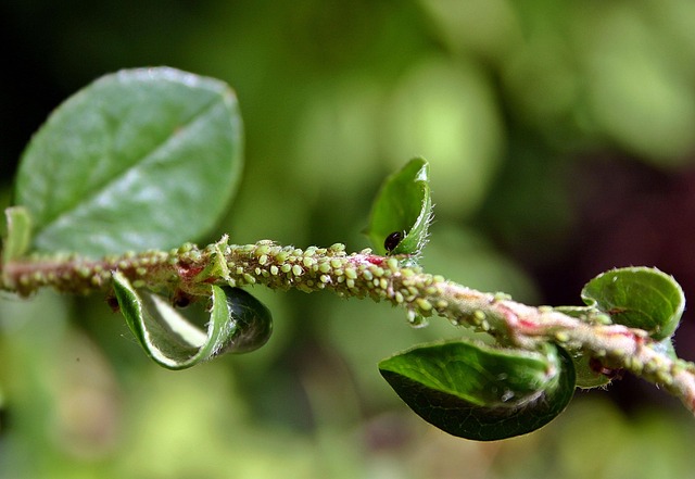 A plant stem covered with tiny pest insects like aphids