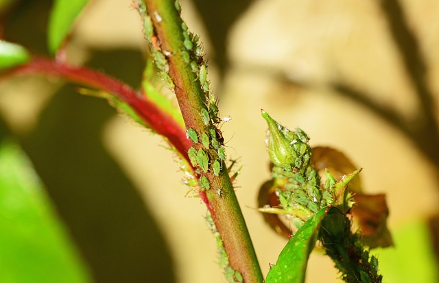 Common dipladenia problems and how to fix them
