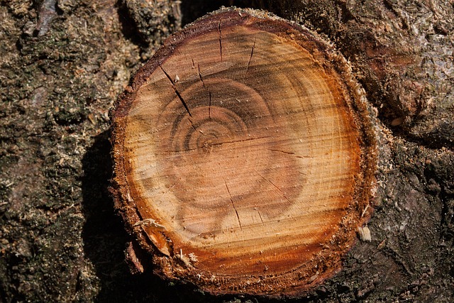 Cross-section of a cut tree trunk showing annual growth rings