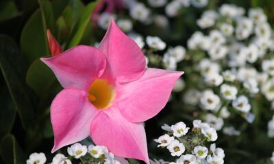 Dipladenia: Mastering Care for Continuous, Vibrant Blooms