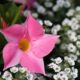 Dipladenia: Mastering Care for Continuous, Vibrant Blooms