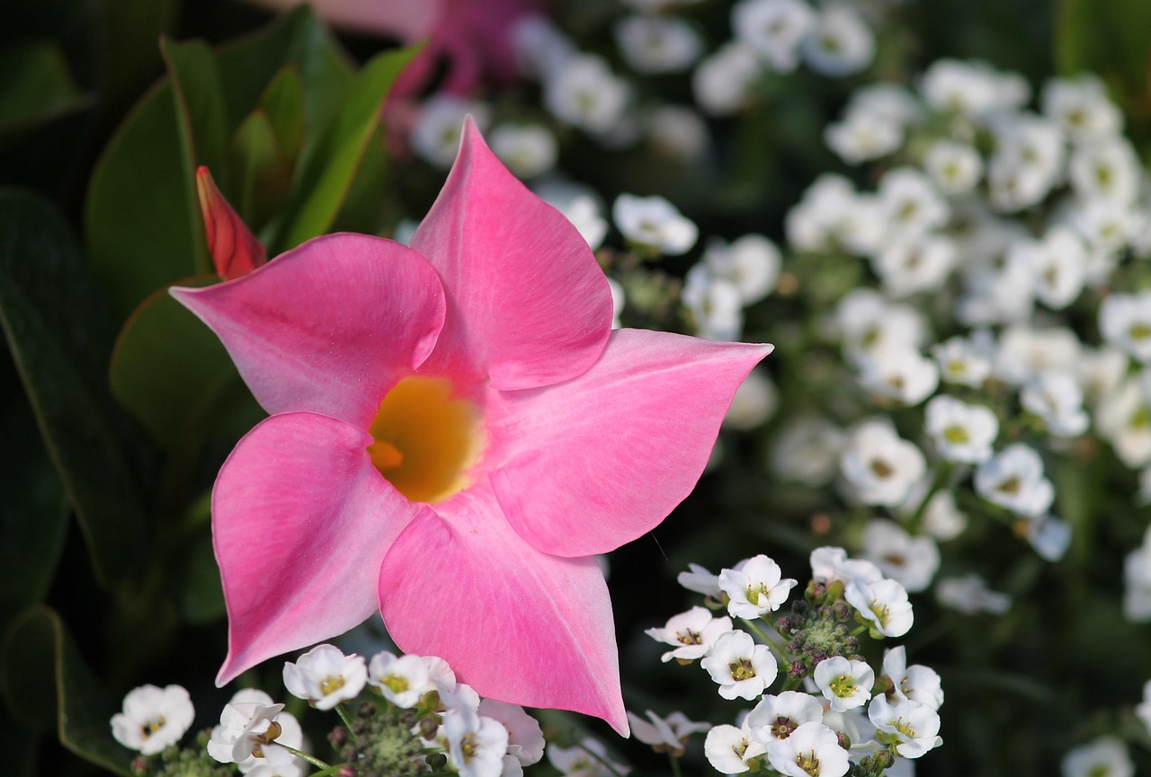 Dipladenia: Mastering Care for Continuous, Vibrant Blooms