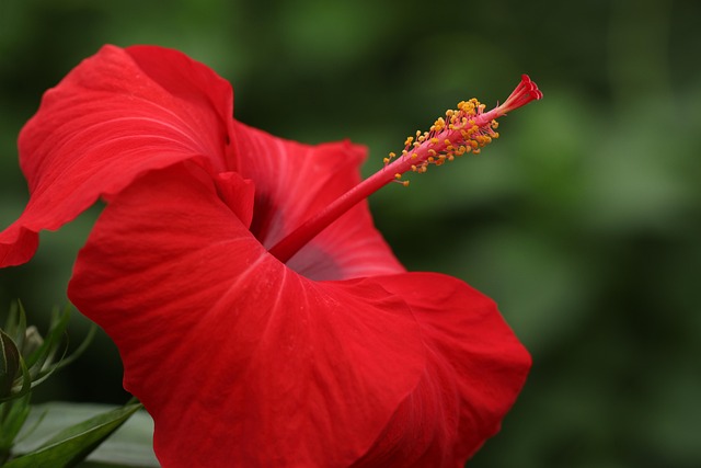 Expert Tips for Thriving Hibiscus Plants