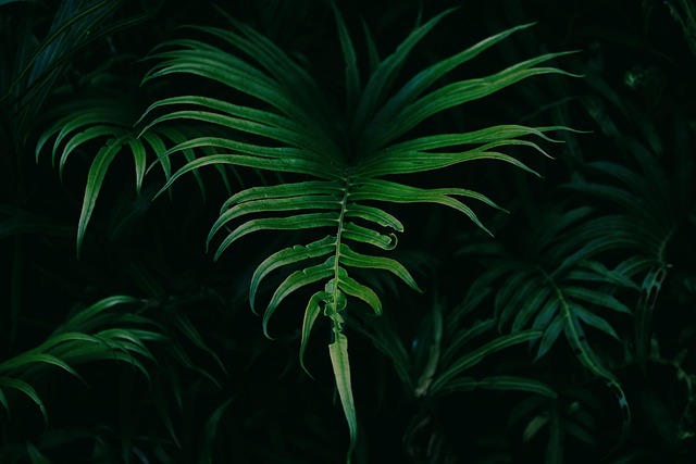 Lush green palm fronds against a dark background