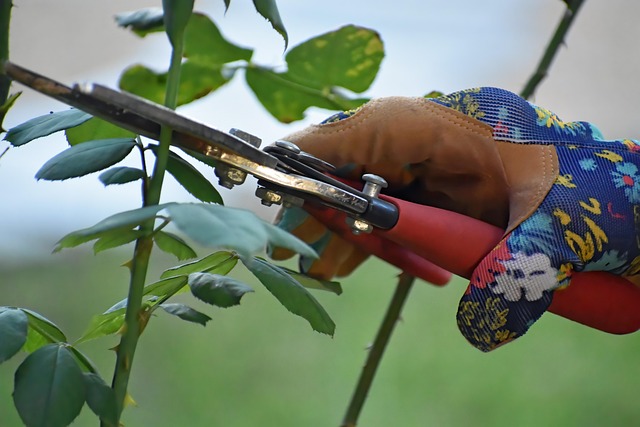 A gloved hand using pruners to trim a plant stem