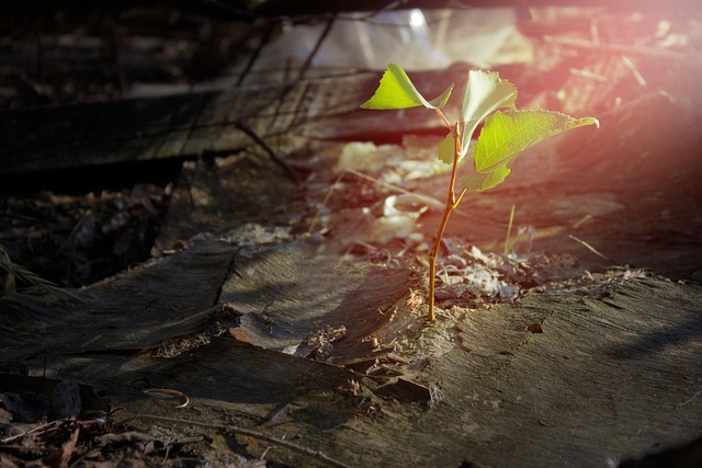 How do you plant a tulip tree step-by-step?