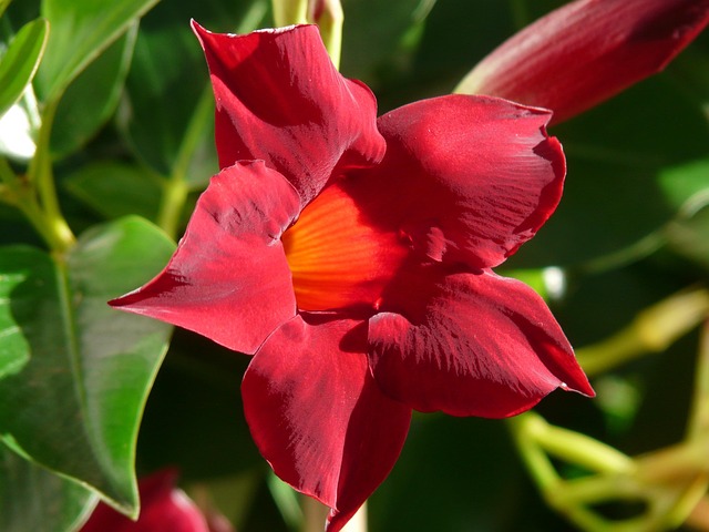 A vibrant red dipladenia flower blooming in sunlight