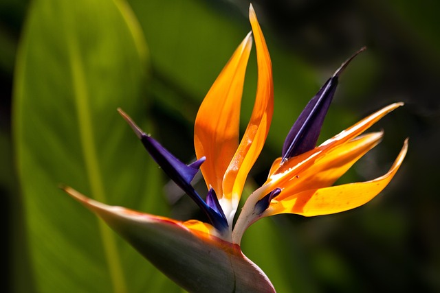 An orange bird of paradise flower in bloom