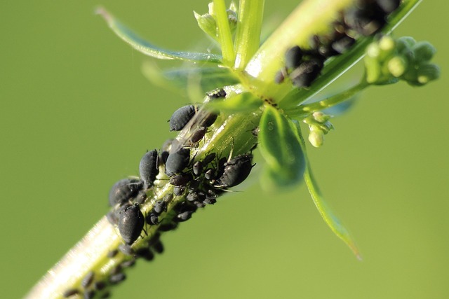 A cluster of black aphids on a green plant stem