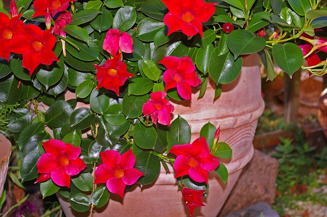 A vibrant red blooming dipladenia plant growing in a terracotta pot