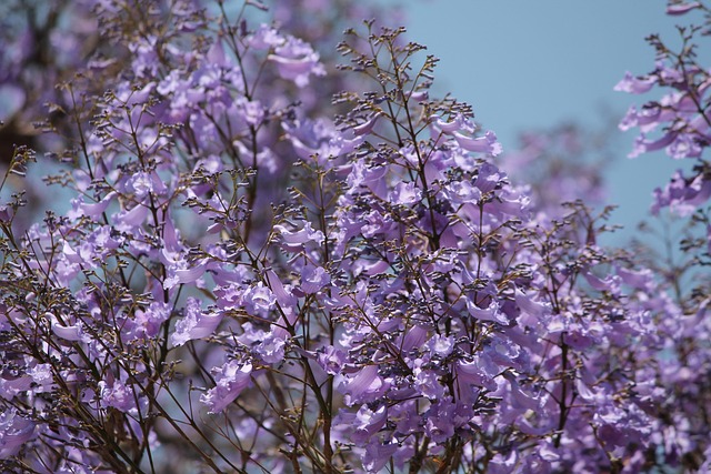 Vibrant purple jacaranda tree blooms against a clear sky