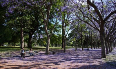 Jacaranda Tree: Cultivating Vibrant Purple Blooms in Your Landscape