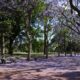 Jacaranda Tree: Cultivating Vibrant Purple Blooms in Your Landscape