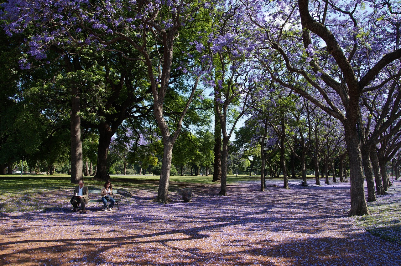 Jacaranda Tree: Cultivating Vibrant Purple Blooms in Your Landscape