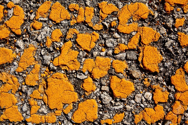 Maximizing Your Asphalt Driveway Investment