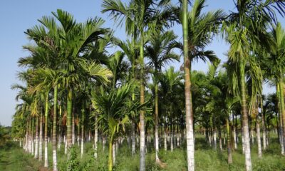 Nurturing Your Areca Palm Chrysalidocarpus: An Expert Guide