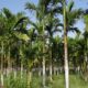 Nurturing Your Areca Palm Chrysalidocarpus: An Expert Guide