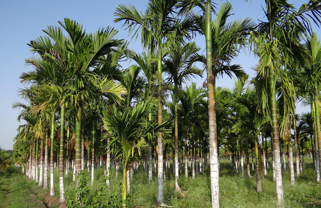 Nurturing Your Areca Palm Chrysalidocarpus: An Expert Guide