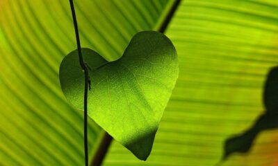 String of Hearts Care Guide: Cultivating Lush Trailing Vines