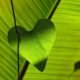 String of Hearts Care Guide: Cultivating Lush Trailing Vines