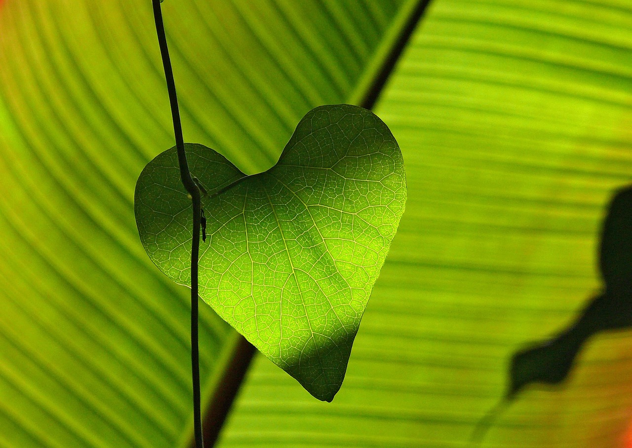 String of Hearts Care Guide: Cultivating Lush Trailing Vines