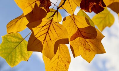 Tulip Tree: Cultivating This North American Giant