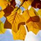 Tulip Tree: Cultivating This North American Giant