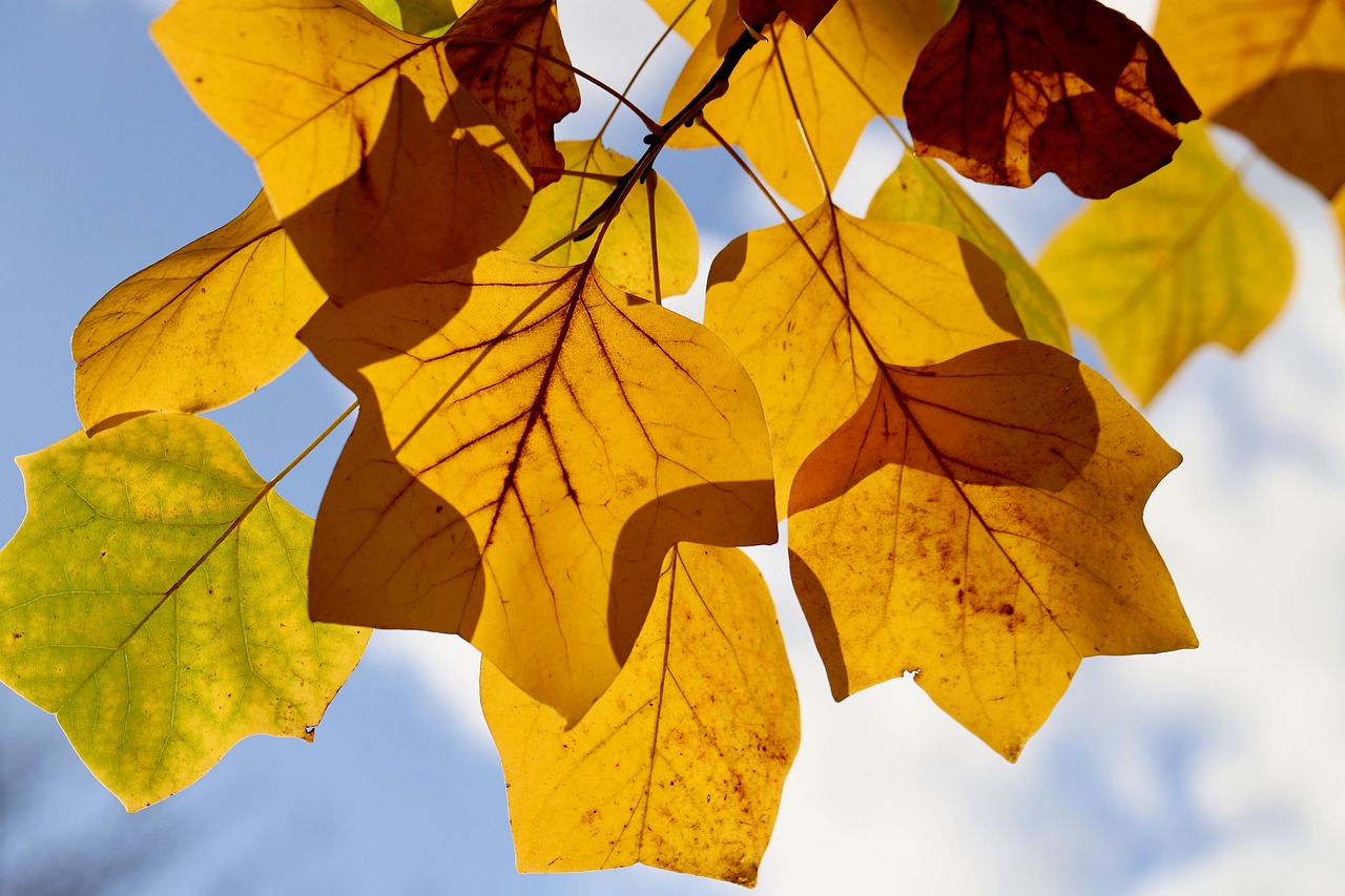 Tulip Tree: Cultivating This North American Giant