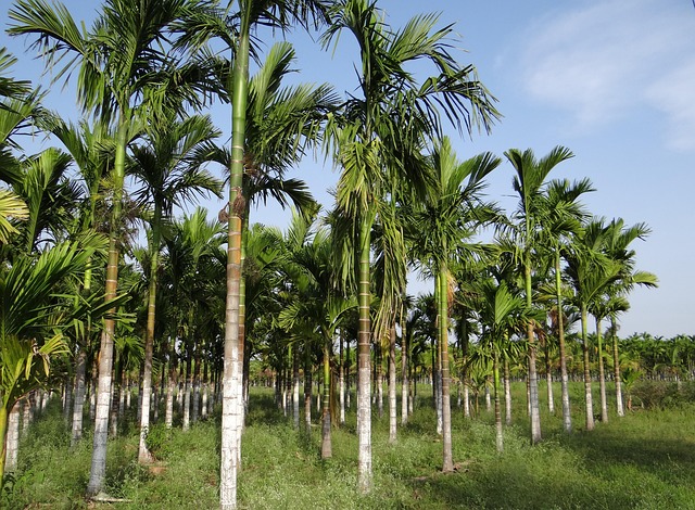 A plantation of tall Areca palm trees