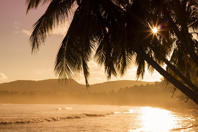 Tropical palm trees on a beach with bright sunlight shining through