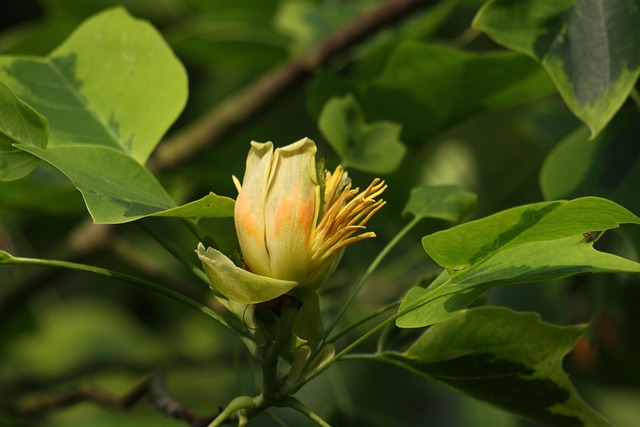 What makes the tulip tree unique?