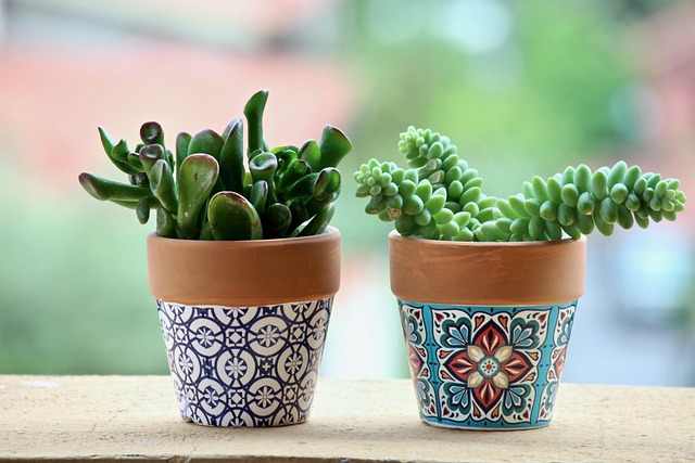What soil and pot type work best?
