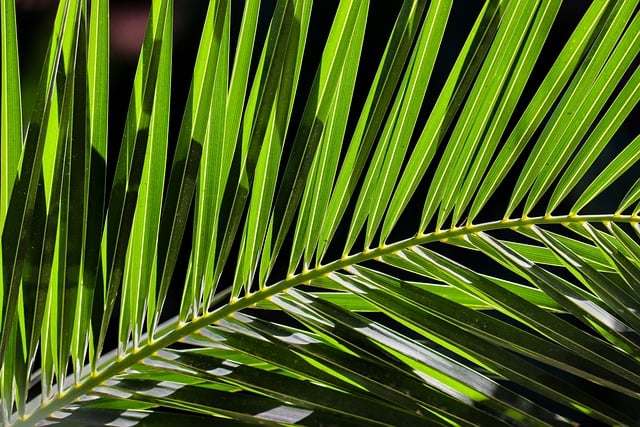 Close-up of vibrant green palm fronds in bright sunlight