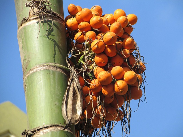 Cluster of orange fruits on an areca palm tree trunk
