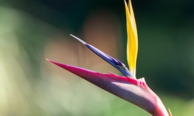 White Bird of Paradise: Mastering the Giant Indoor Plant
