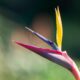 White Bird of Paradise: Mastering the Giant Indoor Plant