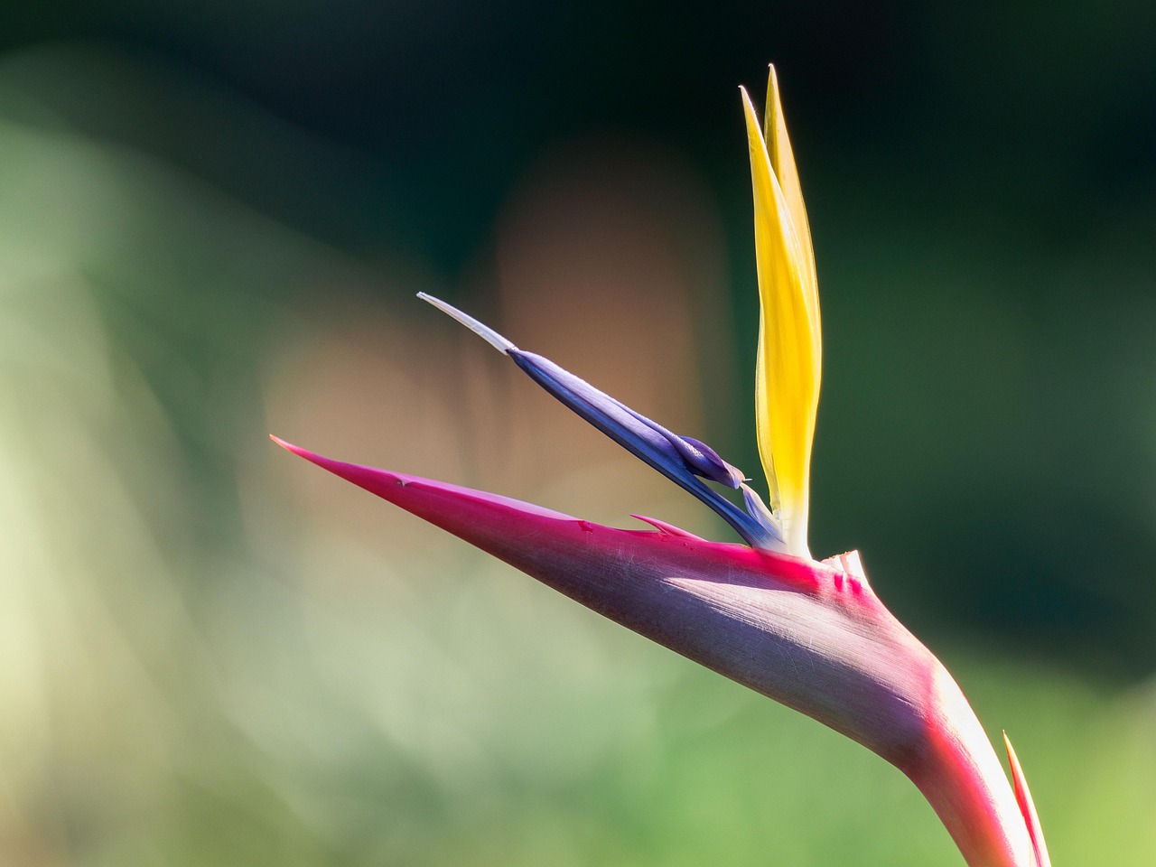 White Bird of Paradise: Mastering the Giant Indoor Plant
